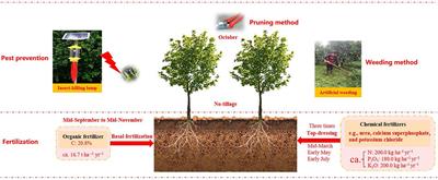 Successive walnut plantations alter soil carbon quantity and quality by modifying microbial communities and enzyme activities